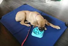 PROFESSIONAL  PRIVATE DOG TRAINING/BOARD & TRAIN - Photo 8