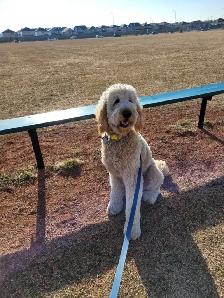 PROFESSIONAL  PRIVATE DOG TRAINING/BOARD & TRAIN - Photo 9