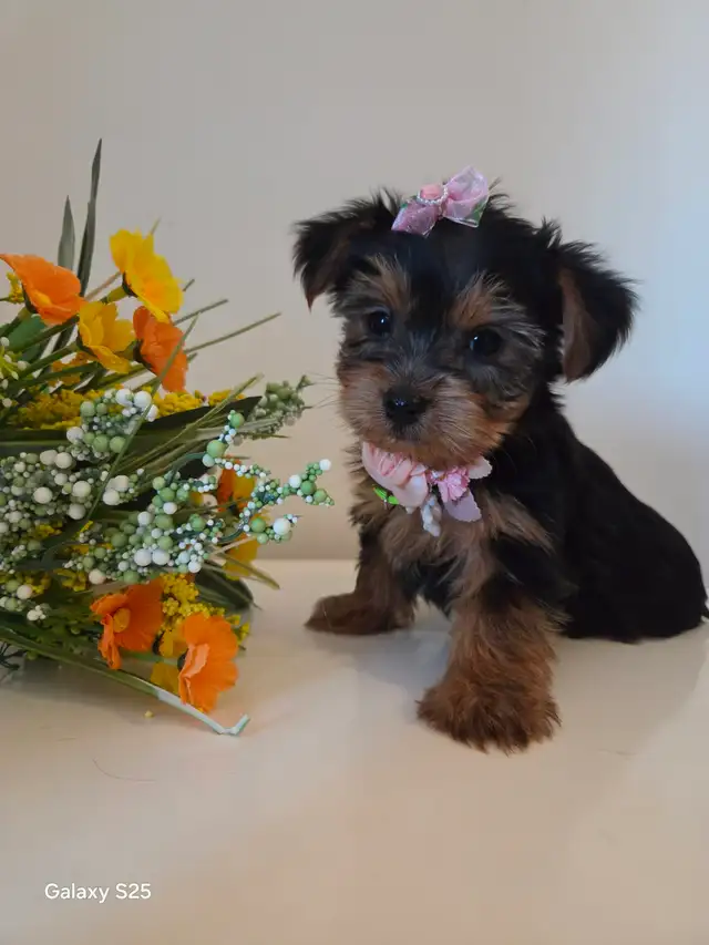 ❤️❤️ BEAUTIFUL YORKSHIRE PUPPY GIRL ❤️❤️