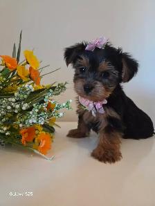 ❤️❤️ BEAUTIFUL YORKSHIRE PUPPY GIRL ❤️❤️