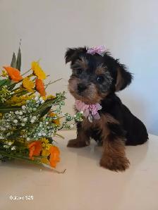 ❤️❤️ BEAUTIFUL YORKSHIRE PUPPY GIRL ❤️❤️ - Photo 2