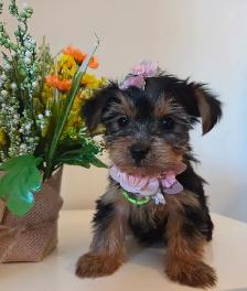 ❤️❤️ BEAUTIFUL YORKSHIRE PUPPY GIRL ❤️❤️ - Photo 3