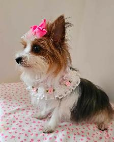 ❤️❤️ BEAUTIFUL YORKSHIRE PUPPY GIRL ❤️❤️ - Photo 4