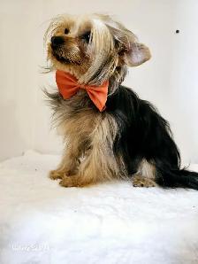 ❤️❤️ BEAUTIFUL YORKSHIRE PUPPY GIRL ❤️❤️ - Photo 5