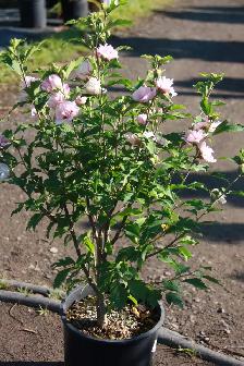 1,000 Varieties of Plants - Photo 7