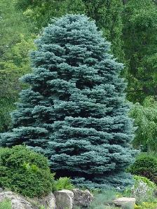 Cedars Boxwoods Yews Japanese Maple Trees - Photo 9