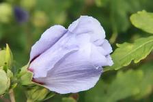 Plants !  Plants !  Plants ! - Photo 5