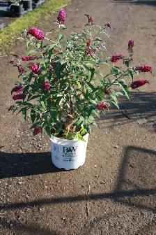 Plants !  Plants !  Plants ! - Photo 6