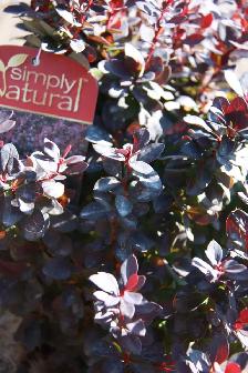 Plants !  Plants !  Plants ! - Photo 8