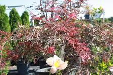 Plants !  Plants !  Plants ! - Photo 9