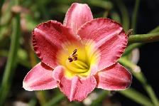 Cedars, Yews, Boxwoods Japanese Maple Plants - Photo 5