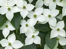 Cedars, Yews, Boxwoods Japanese Maple Plants - Photo 6