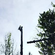 cash work $25-40hiring tree workers and landscapers ASAP!