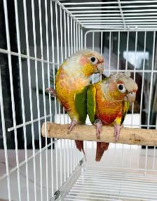 downsizing aviary - Photo 4