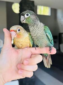 super friendly and handtame conures
