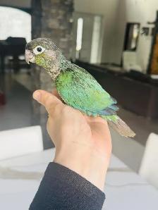 super friendly and handtame conures - Photo 3