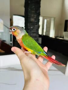 super friendly and handtame conures - Photo 6