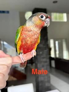 handtame and super friendly conure babies