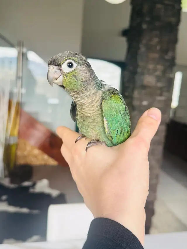 handtame and super friendly conure babies - Photo 3