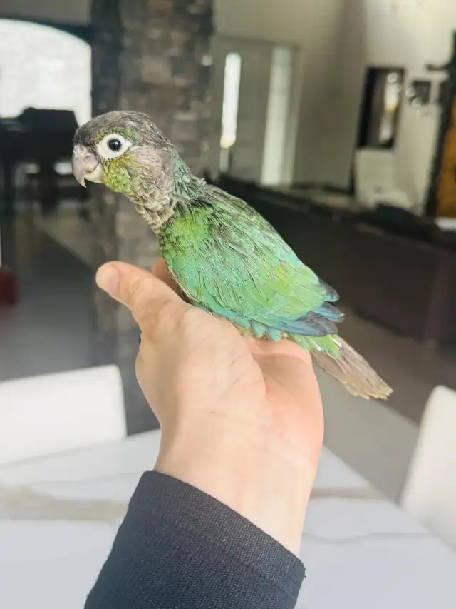 handtame and super friendly conure babies - Photo 4