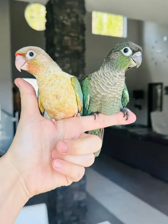 handtame and super friendly conure babies - Photo 5
