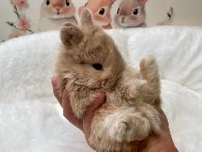 ✨ Ultra-Rare Fawn Netherland Dwarf Bunny ✨