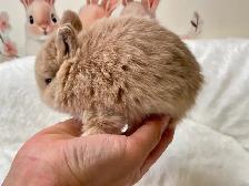 ✨ Ultra-Rare Fawn Netherland Dwarf Bunny ✨ - Photo 2