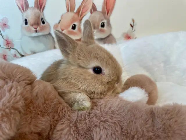 ✨ Ultra-Rare Fawn Netherland Dwarf Bunny ✨ - Photo 3