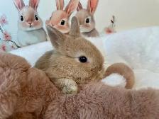 ✨ Ultra-Rare Fawn Netherland Dwarf Bunny ✨ - Photo 3