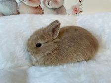 ✨ Ultra-Rare Fawn Netherland Dwarf Bunny ✨ - Photo 4