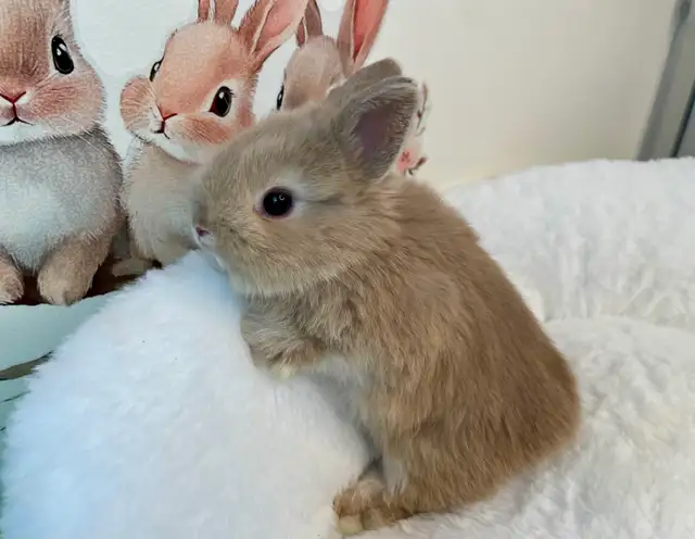 ✨ Ultra-Rare Fawn Netherland Dwarf Bunny ✨ - Photo 5