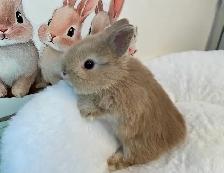 ✨ Ultra-Rare Fawn Netherland Dwarf Bunny ✨ - Photo 5