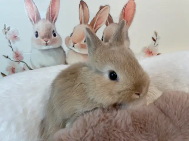 ✨ Ultra-Rare Fawn Netherland Dwarf Bunny ✨ - Photo 6