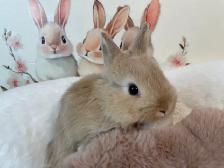 ✨ Ultra-Rare Fawn Netherland Dwarf Bunny ✨ - Photo 6