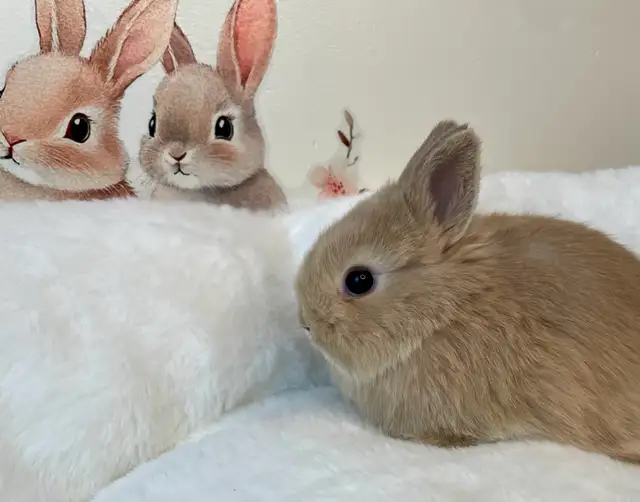 ✨ Ultra-Rare Fawn Netherland Dwarf Bunny ✨ - Photo 7
