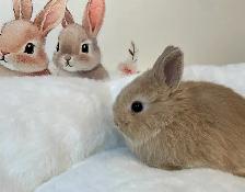 ✨ Ultra-Rare Fawn Netherland Dwarf Bunny ✨ - Photo 7