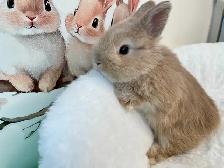 ✨ Ultra-Rare Fawn Netherland Dwarf Bunny ✨ - Photo 8