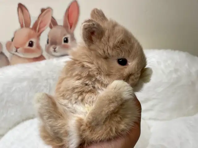 ✨ Ultra-Rare Fawn Netherland Dwarf Bunny ✨ - Photo 9