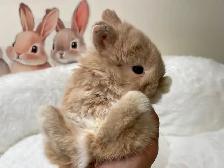 ✨ Ultra-Rare Fawn Netherland Dwarf Bunny ✨ - Photo 9