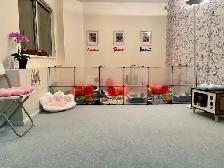 ✨ Ultra-Rare Fawn Netherland Dwarf Bunny ✨ - Photo 10