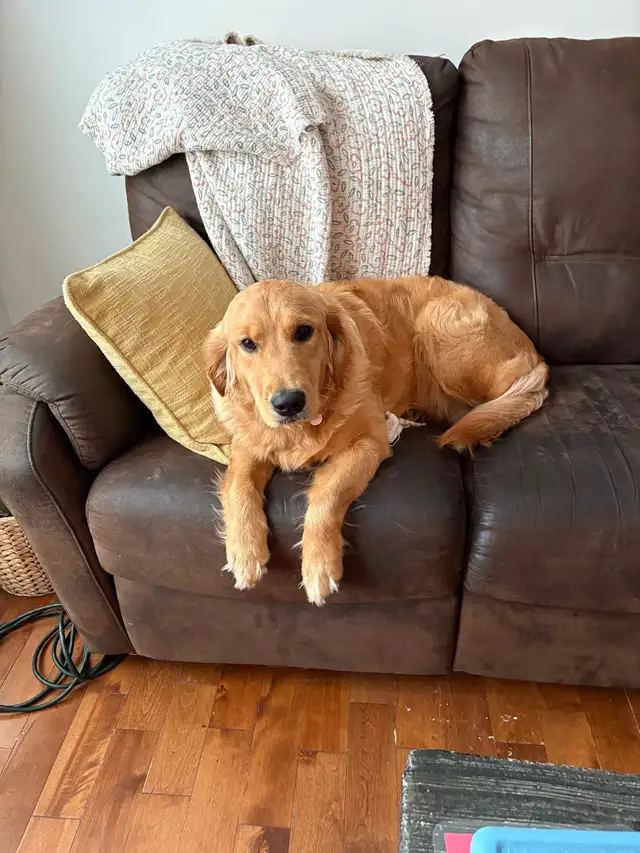 Femelle Golden Retriver 1 an à vendre - Photo 3