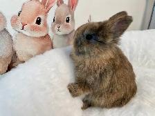 ⭐️Gorgeous Tiny Netherland Dwarf Bunny⭐️