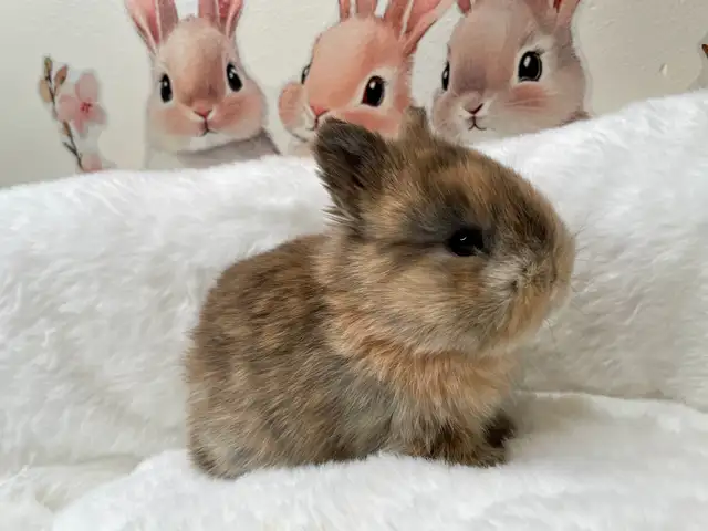 ⭐️Gorgeous Tiny Netherland Dwarf Bunny⭐️ - Photo 2