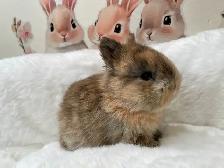 ⭐️Gorgeous Tiny Netherland Dwarf Bunny⭐️ - Photo 2