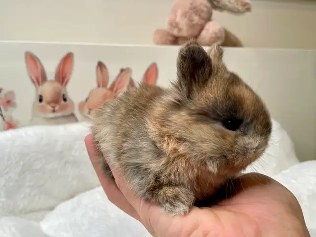 ⭐️Gorgeous Tiny Netherland Dwarf Bunny⭐️ - Photo 3