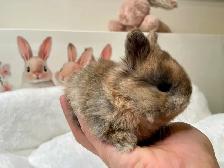 ⭐️Gorgeous Tiny Netherland Dwarf Bunny⭐️ - Photo 3
