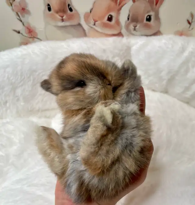 ⭐️Gorgeous Tiny Netherland Dwarf Bunny⭐️ - Photo 4