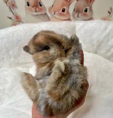 ⭐️Gorgeous Tiny Netherland Dwarf Bunny⭐️ - Photo 4