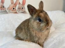 ⭐️Gorgeous Tiny Netherland Dwarf Bunny⭐️ - Photo 5