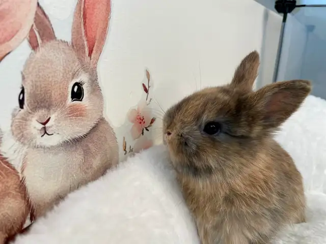 ⭐️Gorgeous Tiny Netherland Dwarf Bunny⭐️ - Photo 6